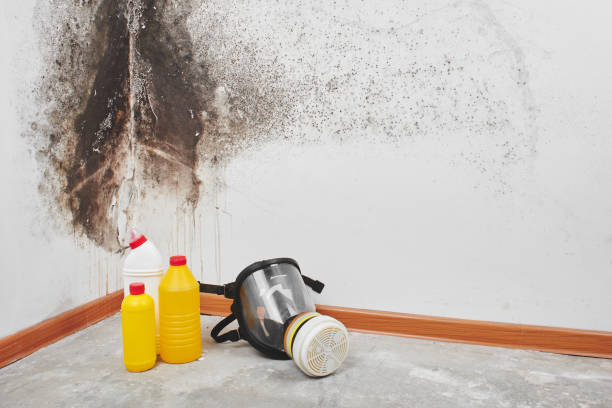 Best Fast Mold Removal  in Raymond, IL