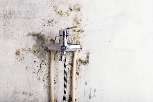Best Mold Testing  in Raymond, IL