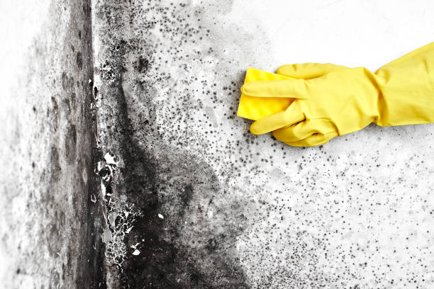 Best Commercial Mold Removal  in Raymond, IL