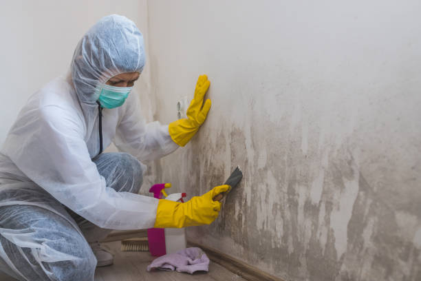 Best Crawl Space Mold Removal  in Raymond, IL