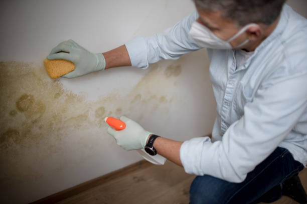 Best Crawl Space Mold Removal  in Raymond, IL