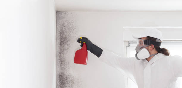 Best Affordable Mold Removal  in Raymond, IL