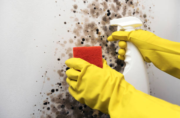 Best Best Mold Removal Companies  in Raymond, IL