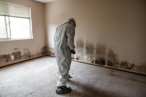 Mold Removal Process in Raymond, IL