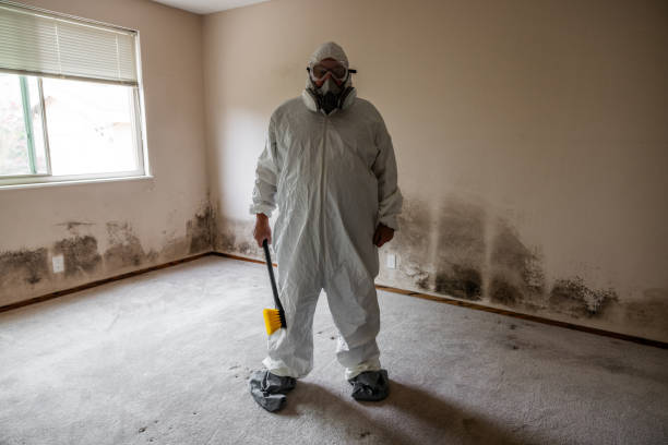 Best Home Mold Removal  in Raymond, IL