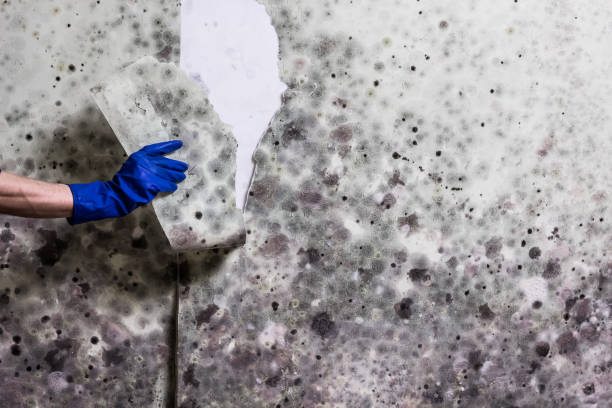 Best Mold Testing  in Raymond, IL