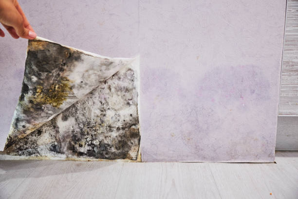 Best Attic Mold Removal  in Raymond, IL